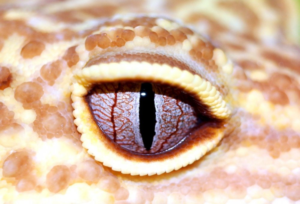 Глаз геккона