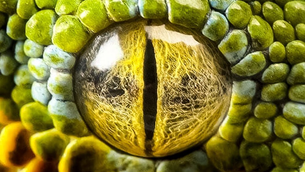 Зрение змей