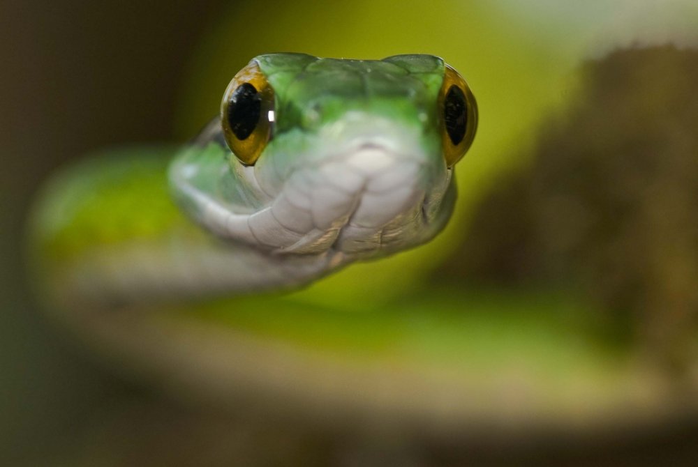 Глаза змей