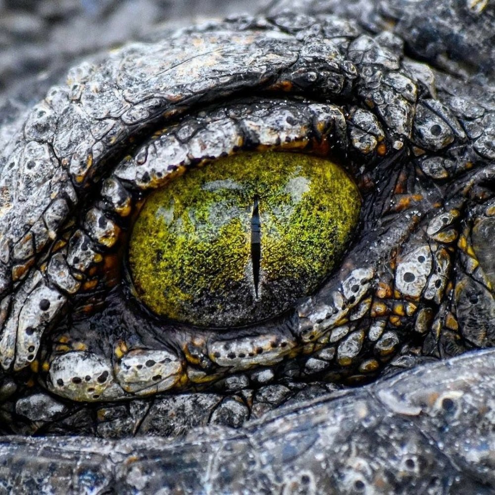 Змеиные глаза