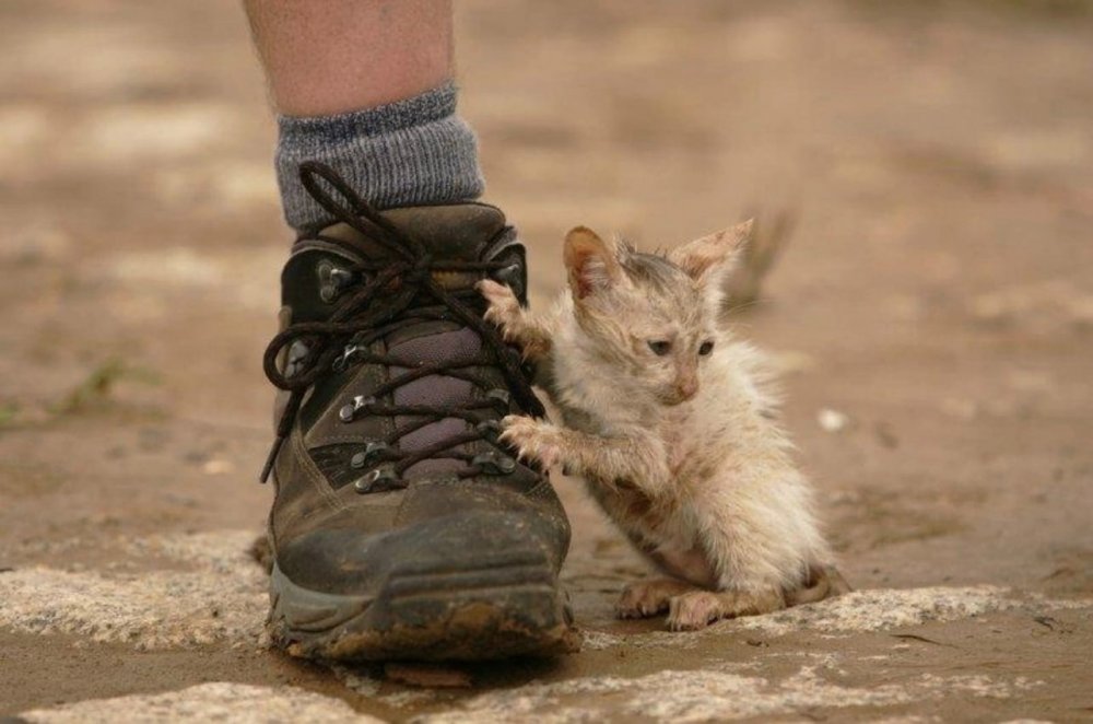 Бездомный котенок у ног