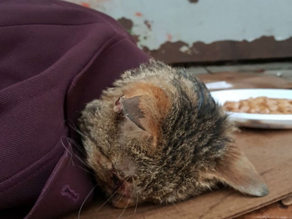 Спасение бездомных котов