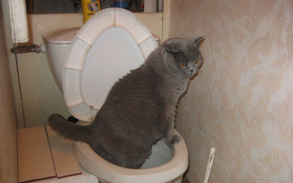 Смешной кот в туалете