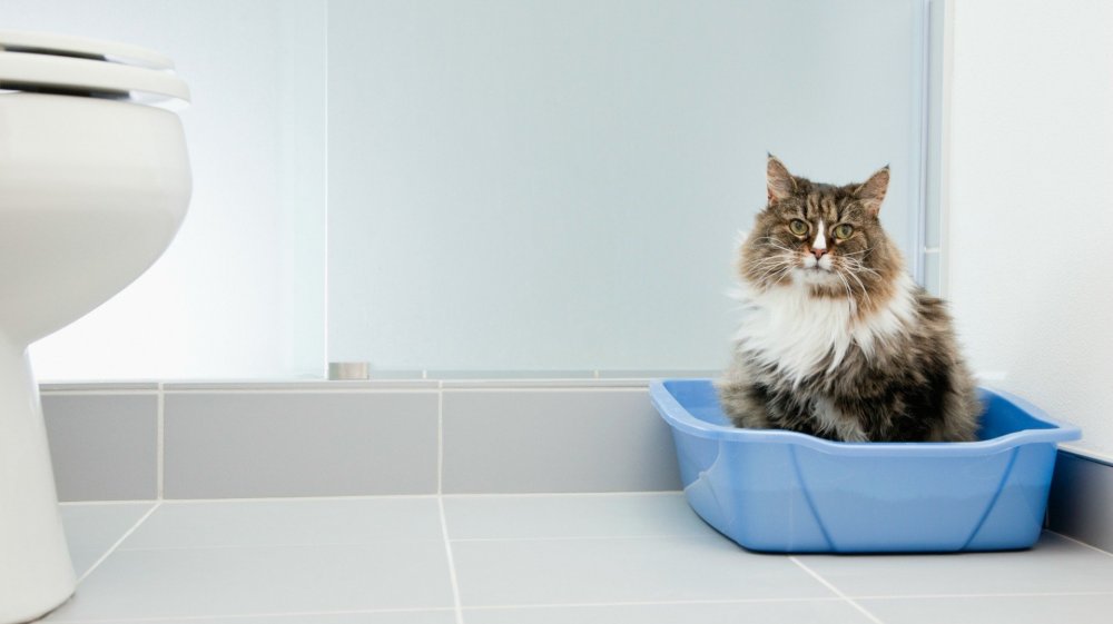 Туалет для кошек