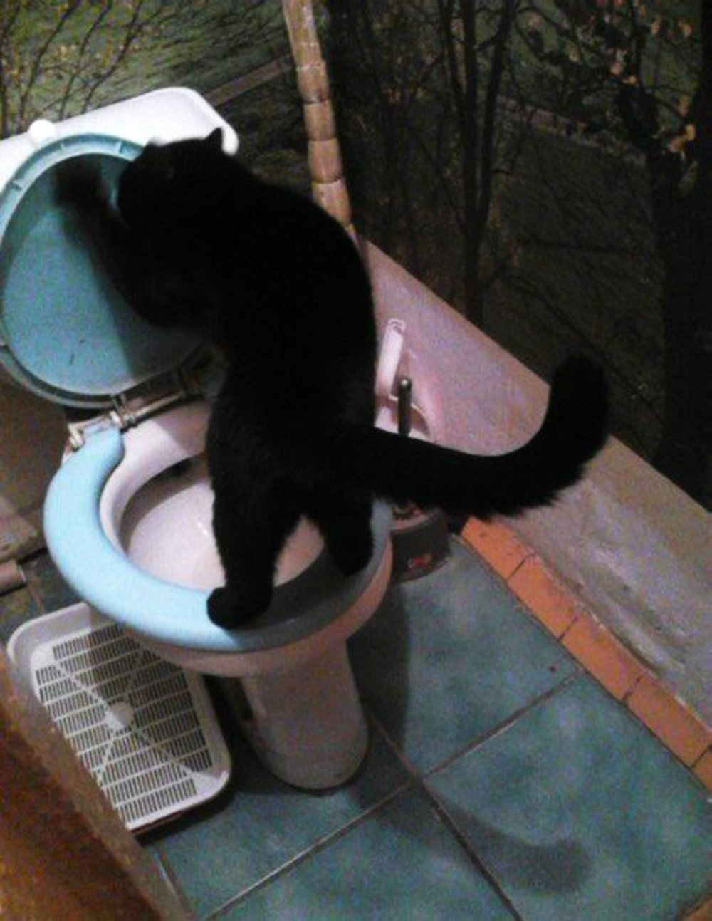 Коты в туалете