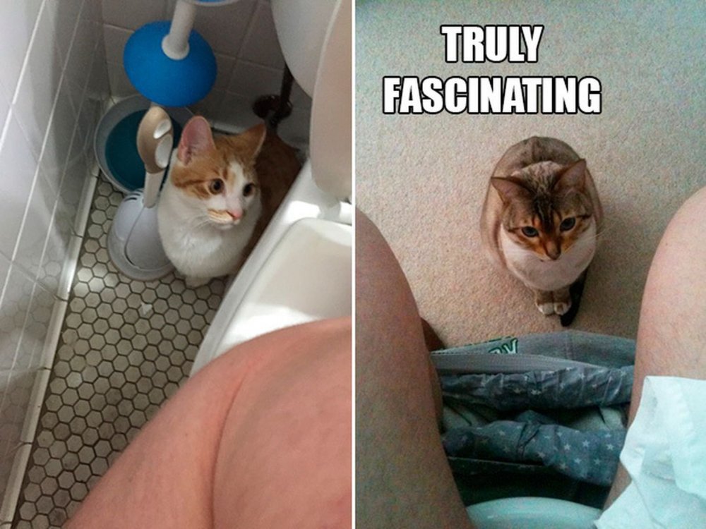 Кот с хозяином в ванне
