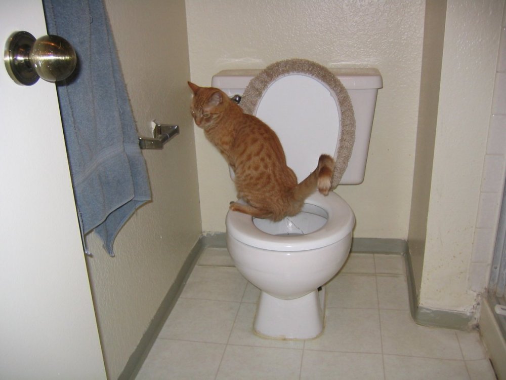 Кати кошачий туалет
