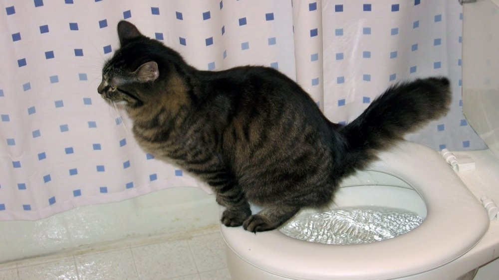 Кошка какает в туалете