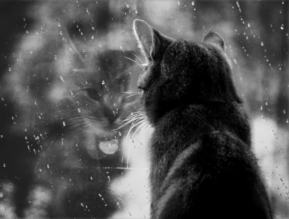 Одинокий кот под дождем