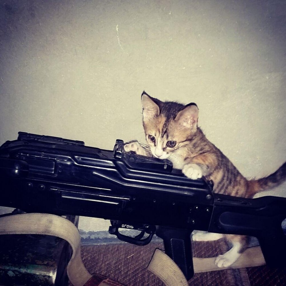 Кот с револьвером