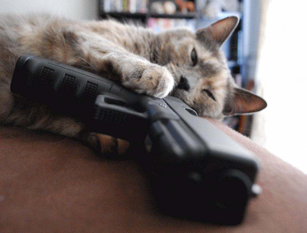 Котик с оружием
