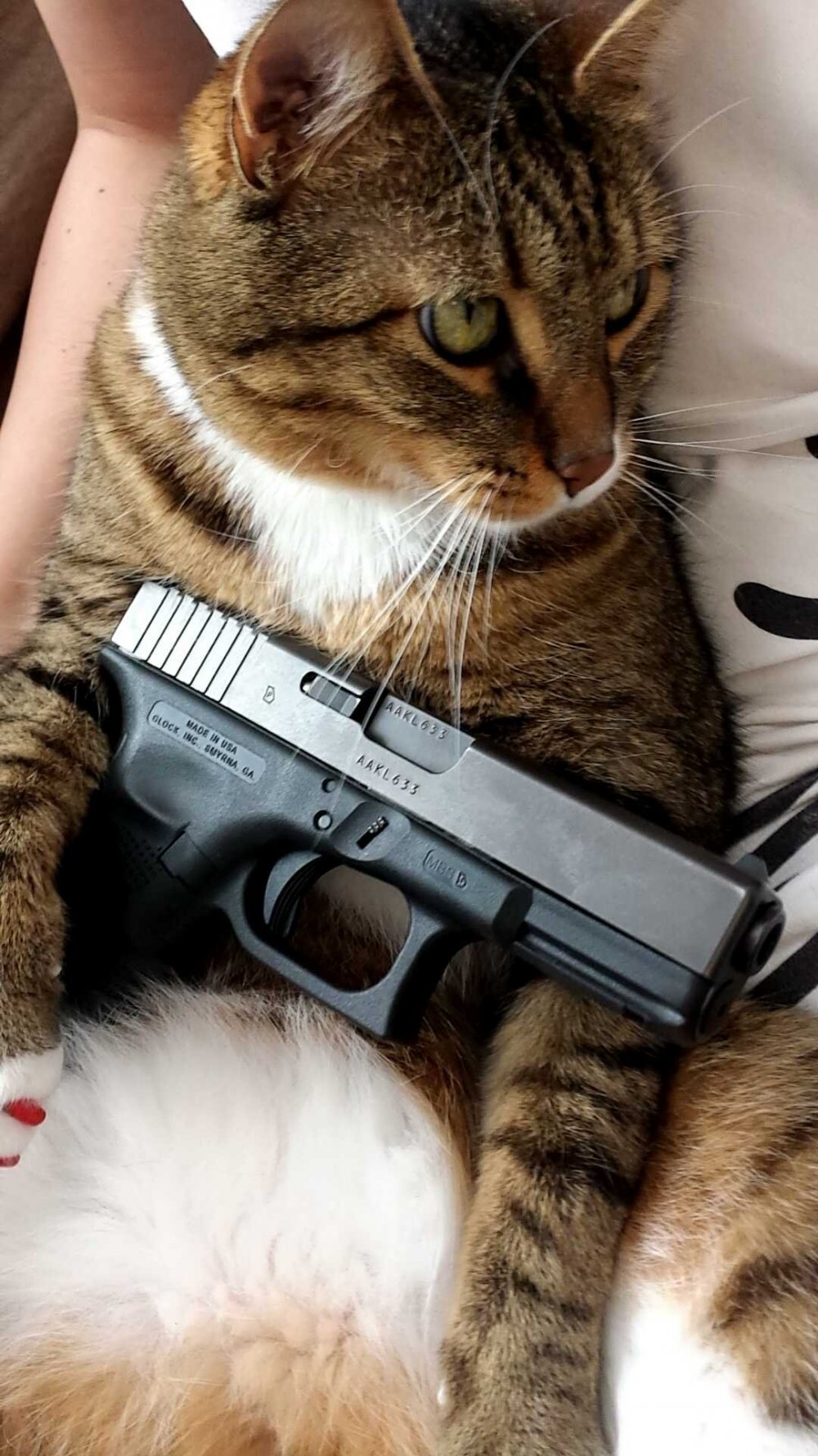 Кот с пистолетом