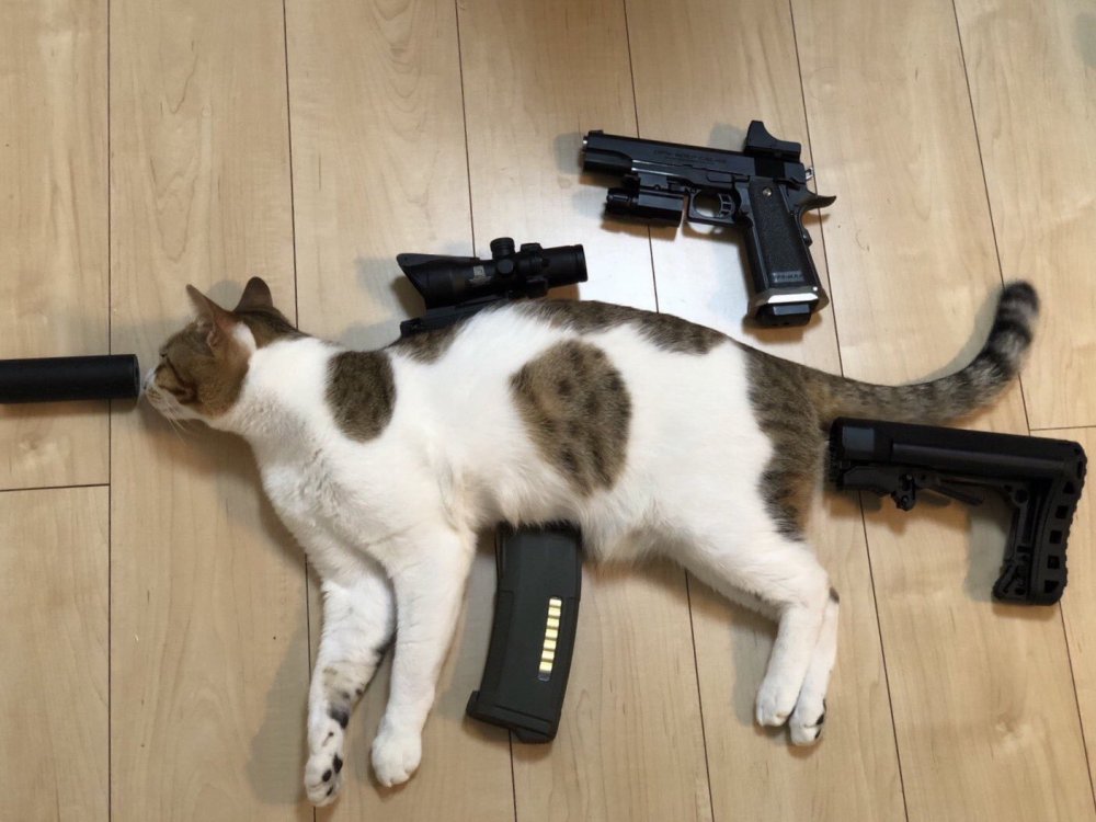 Коты с оружием