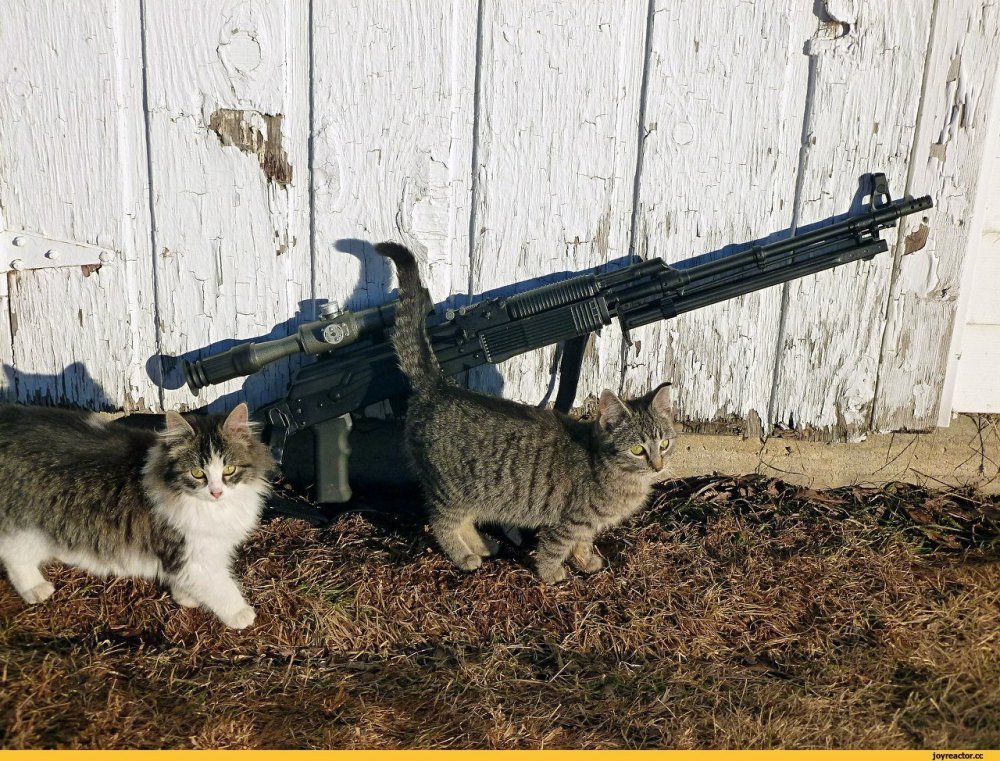 Котик с винтовкой