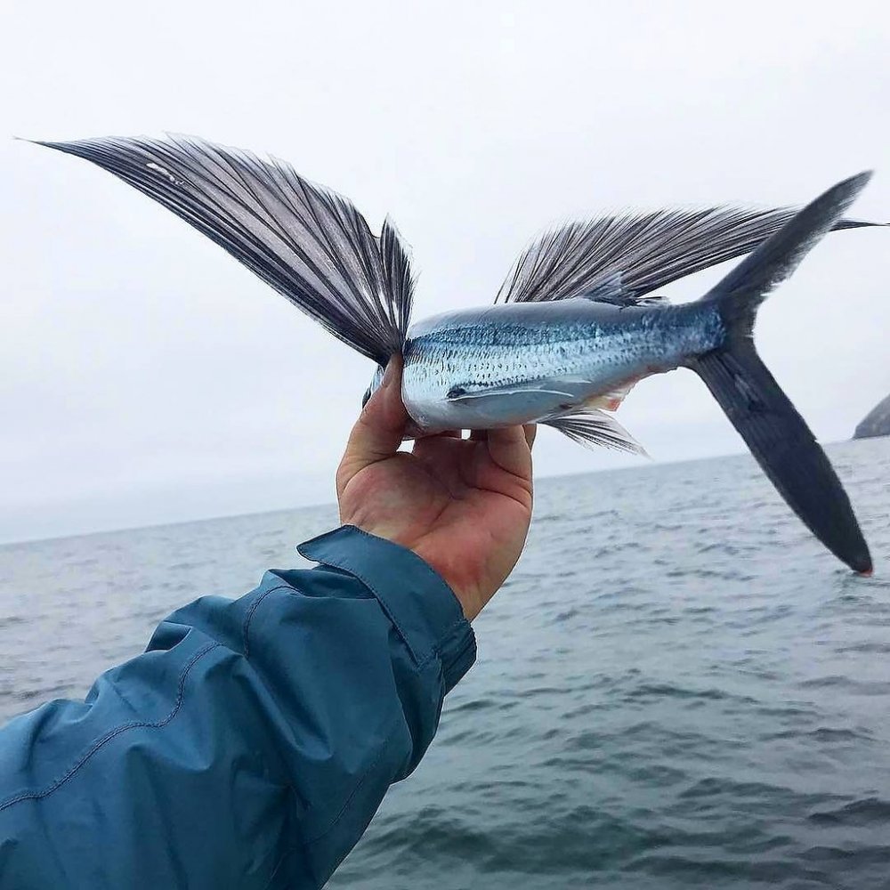 Летучая рыба – Exocoetidae