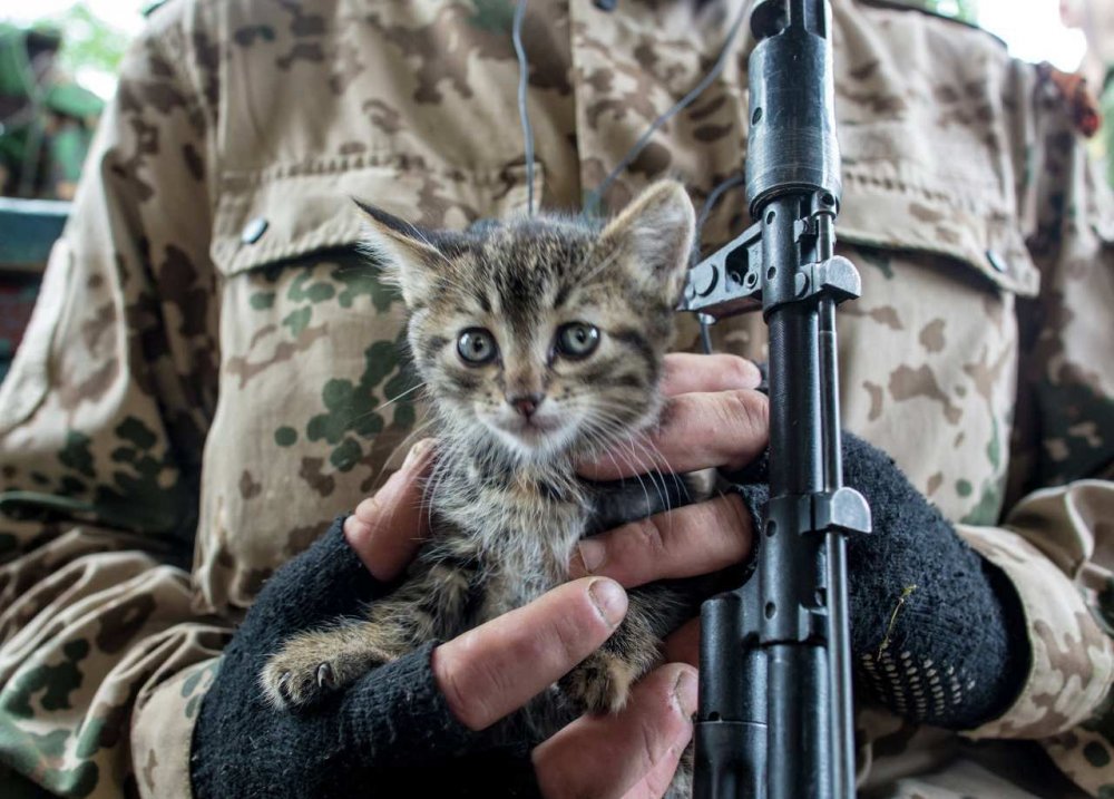 Кот с пулеметом