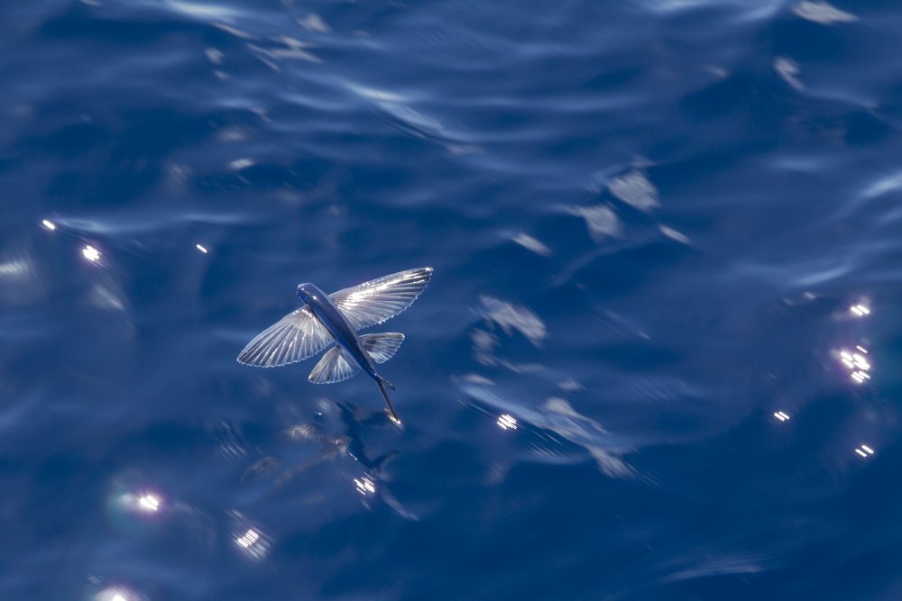 Летучая рыба тобико