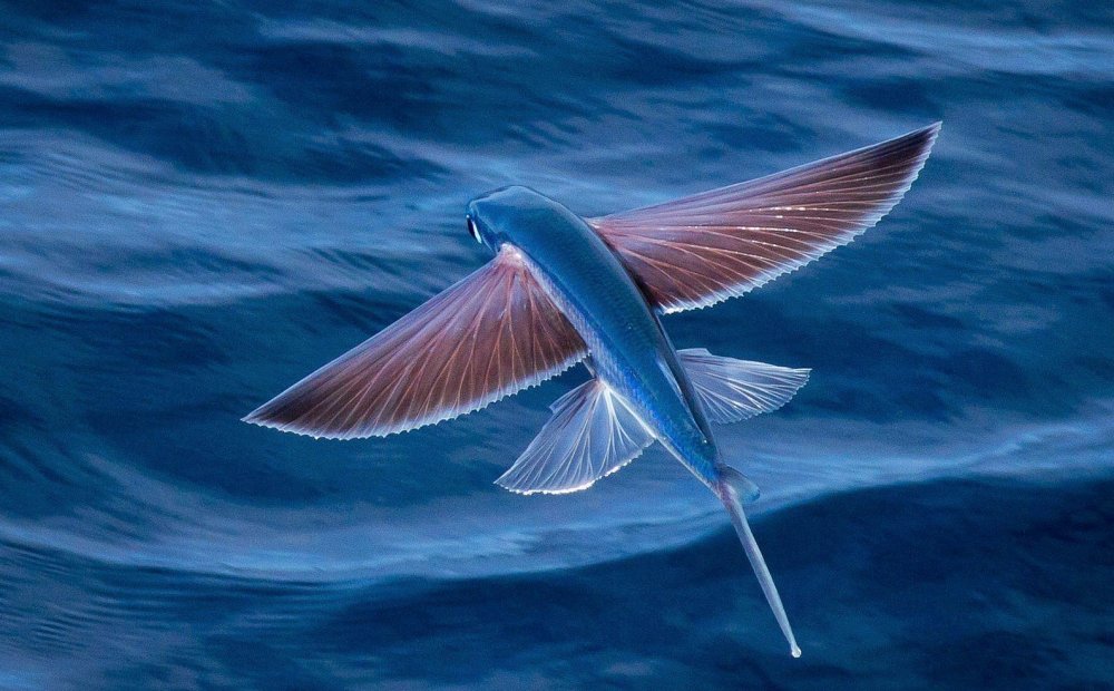 Четырехкрылая летучая рыба