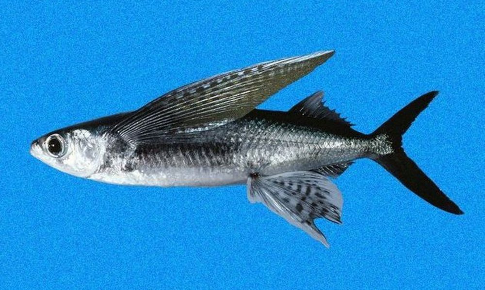 Рыба которая летает над водой