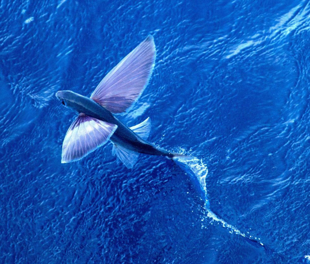 Летучая рыба – Exocoetidae