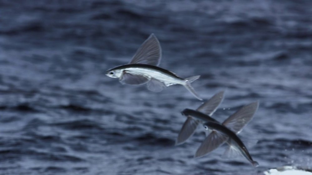 Летучая рыба в воде