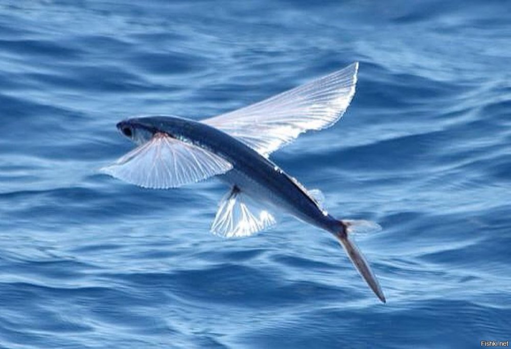 Четырёхкрылая летучая рыба