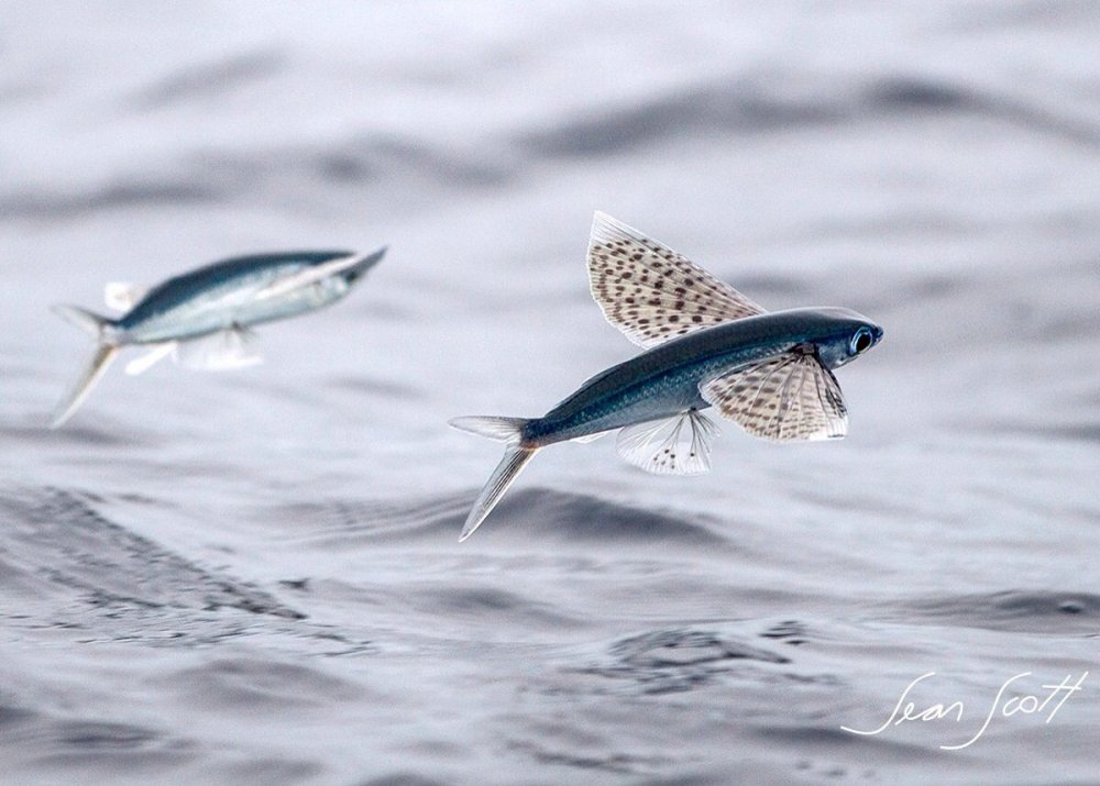 Японская летучая рыба Дальневосточный длиннокрыл