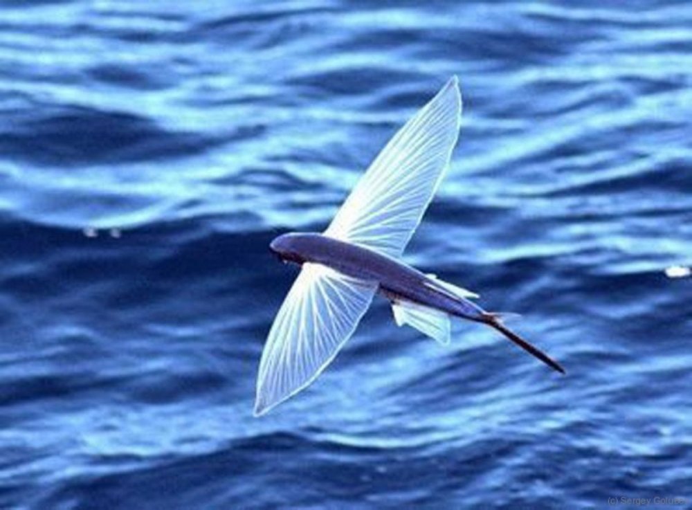 Японская летучая рыба Дальневосточный длиннокрыл