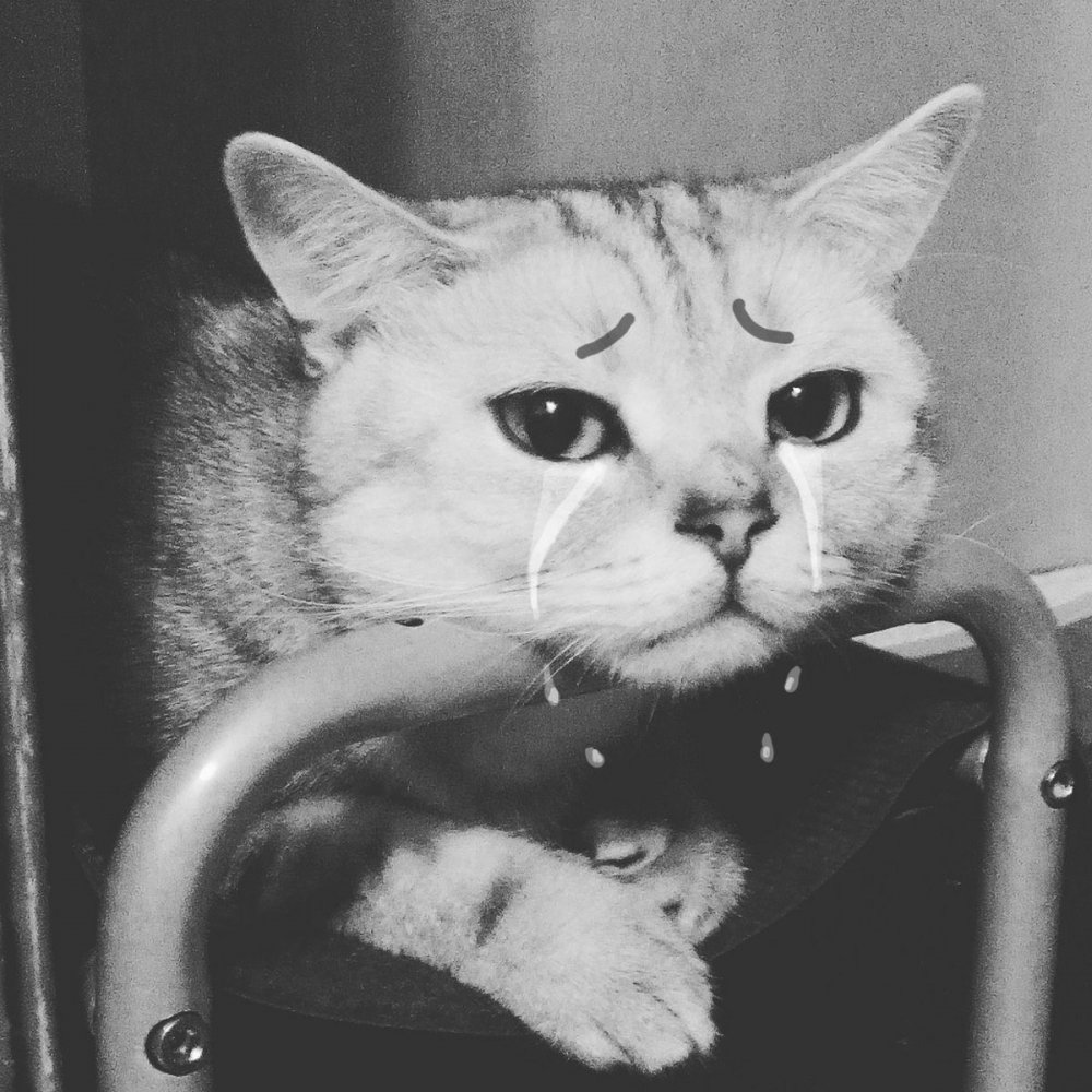 Ава плачущего кота