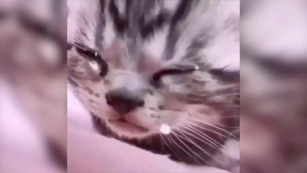 Плачущий котенок Мем