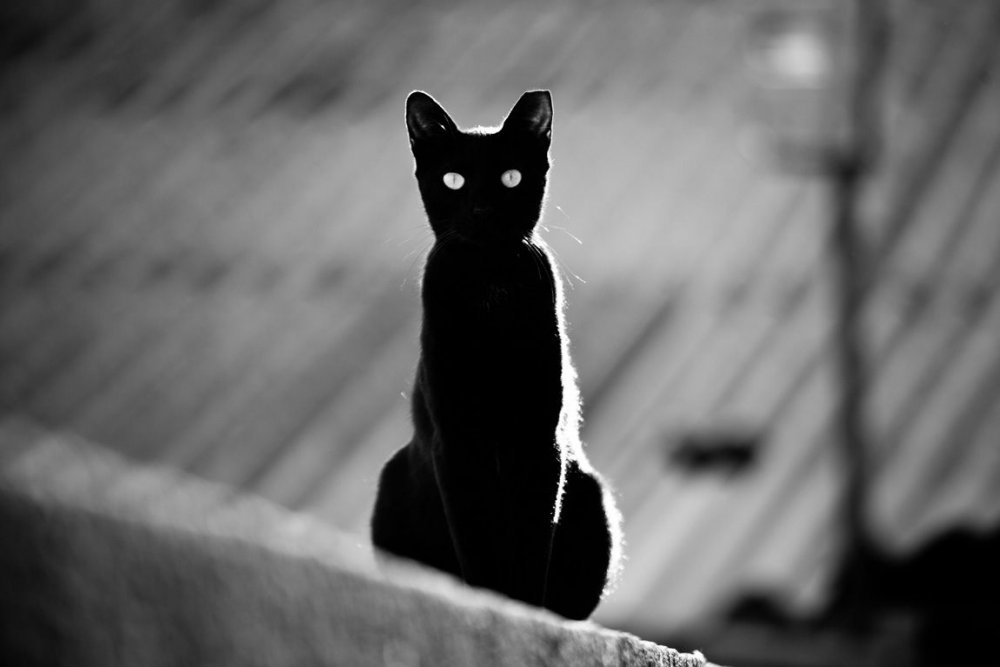 Черный кот на снегу рисунок