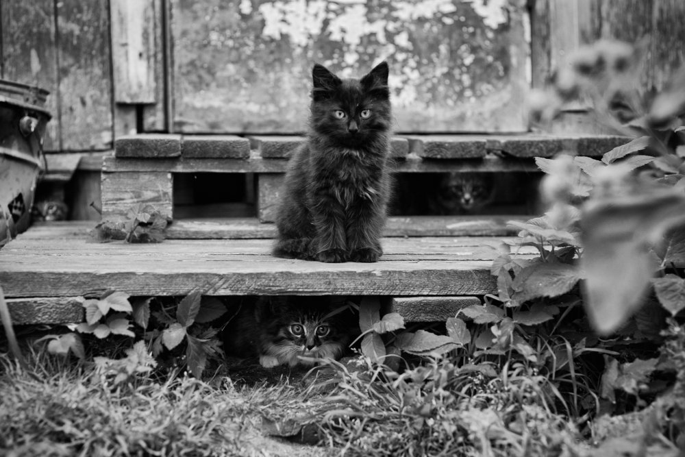 Чёрная кошка Эстетика
