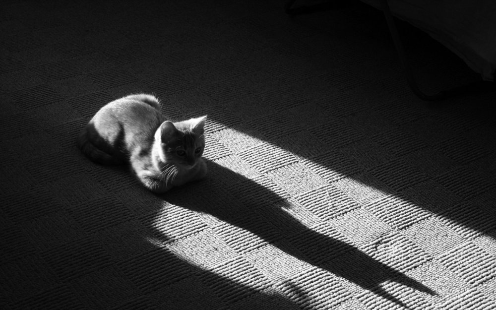 Тень кота