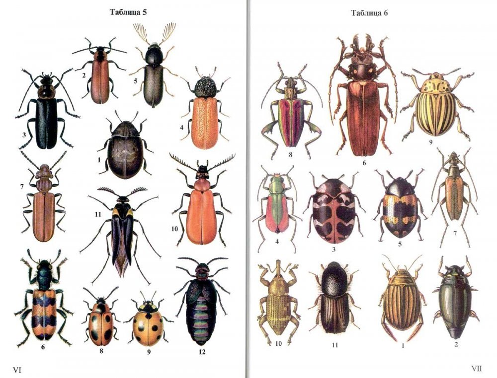 Определитель насекомых дальнего Востока жуки