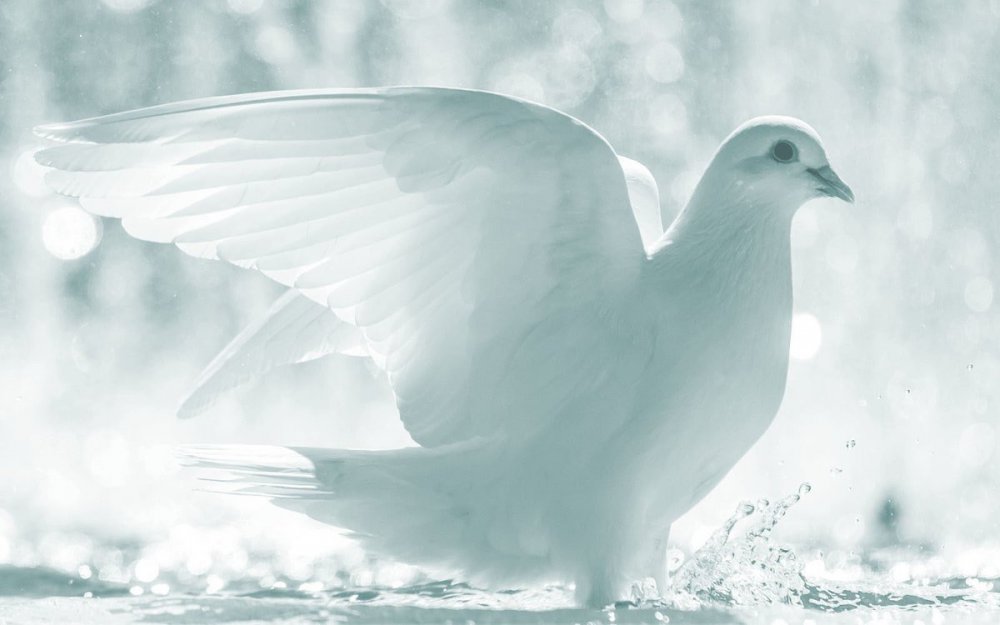 Красивый белый голубь