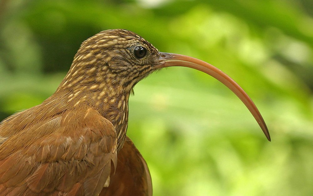 Птица с длинным клювом маленькая коричневая