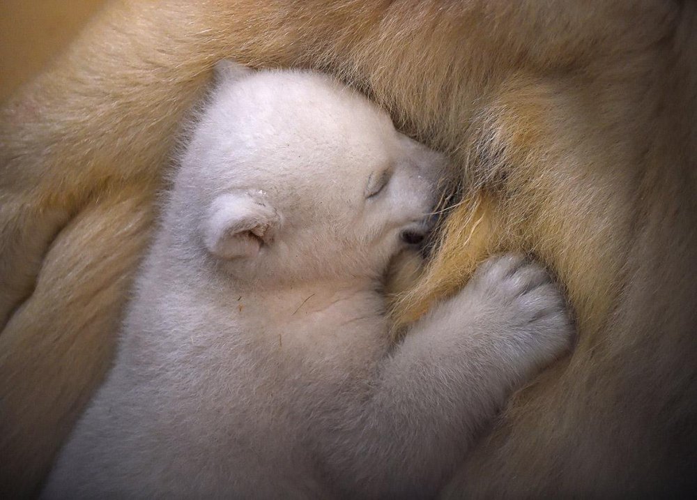 Новорожденные белые медвежата