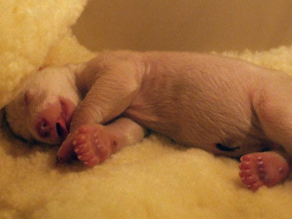 Новорождённые белые медвежата