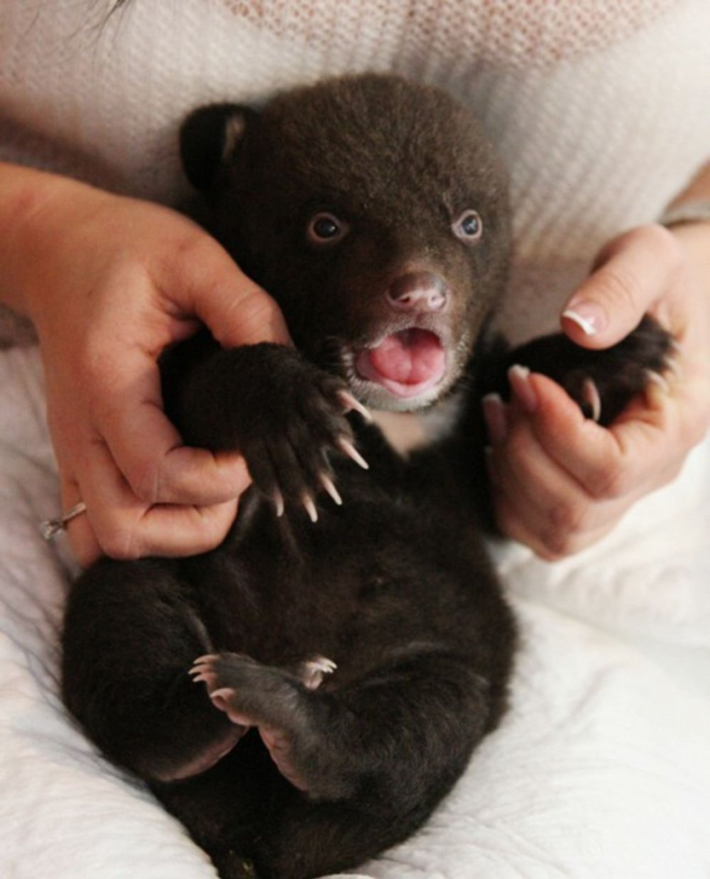 Гималайский медведь детеныш новорожденный