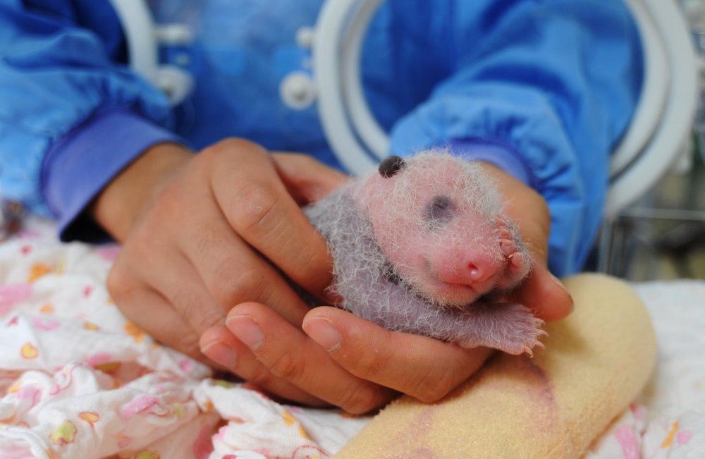 Детёныш панды новорожденный