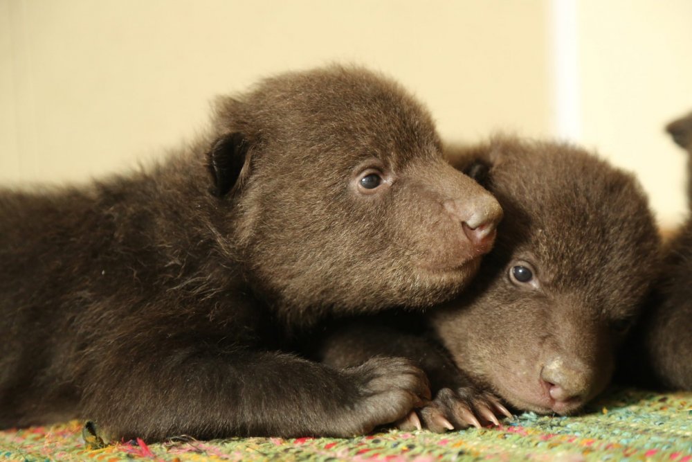 Новорождённые медвежата