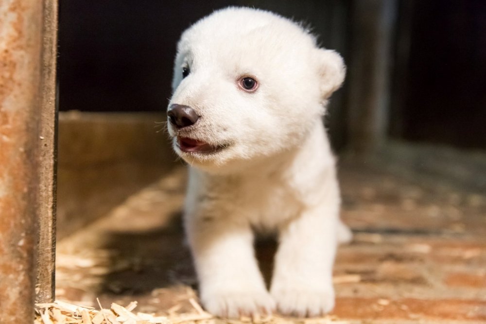 Новорожденный белый медведь
