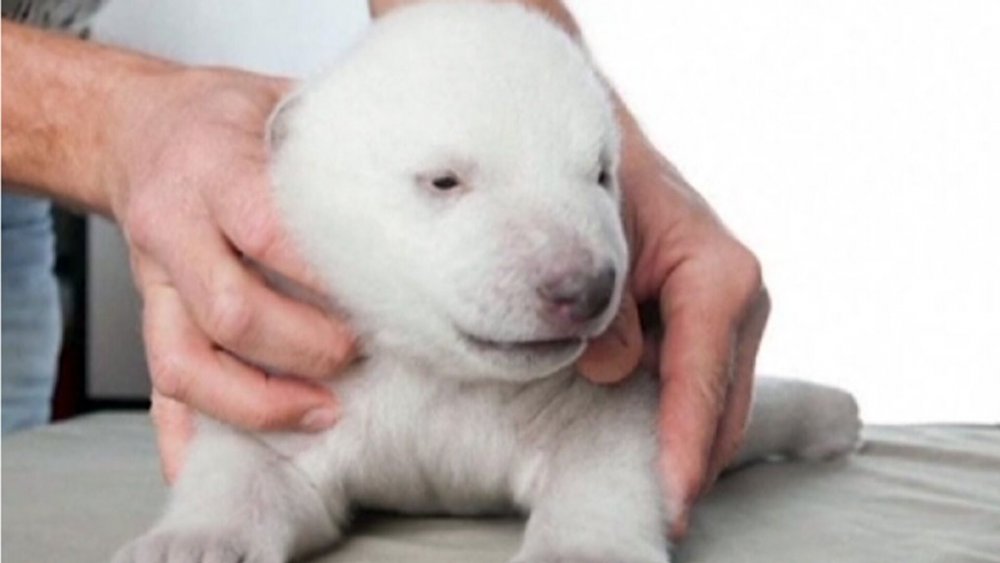 Новорожденный белый Медвежонок