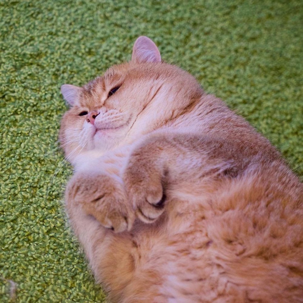 Милый толстый кот