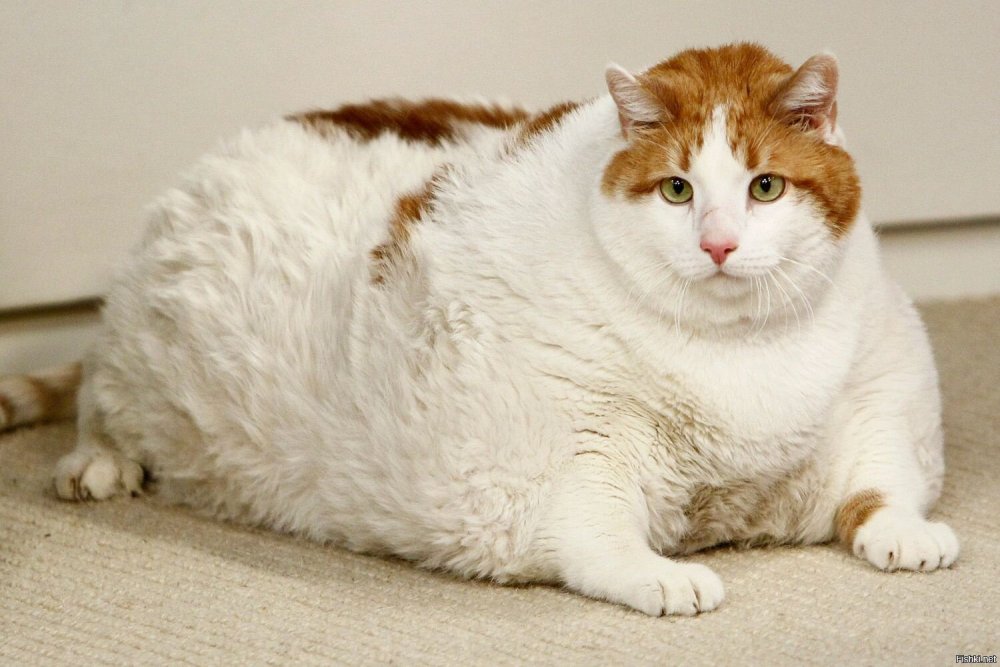 Самый жирный кот
