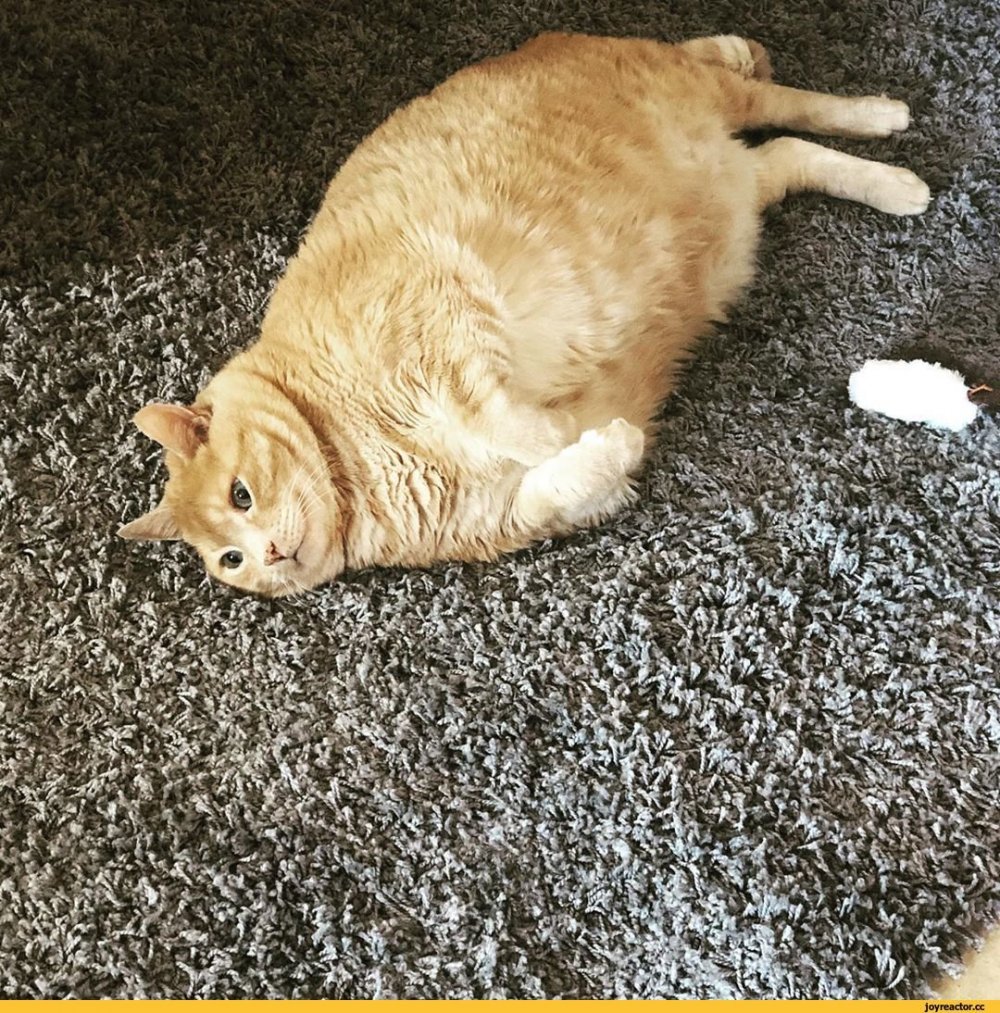 Жирный жирный жирный кот