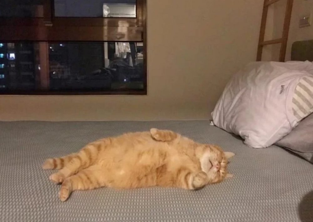 Толстый кот лежит на диване
