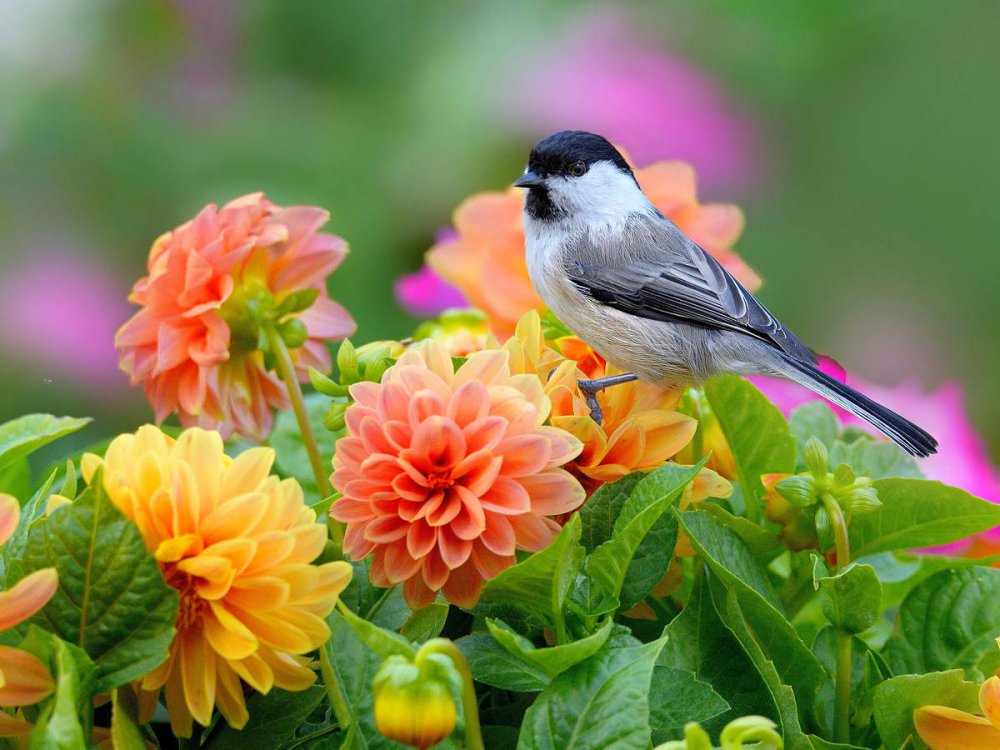 Райские птицы в природе