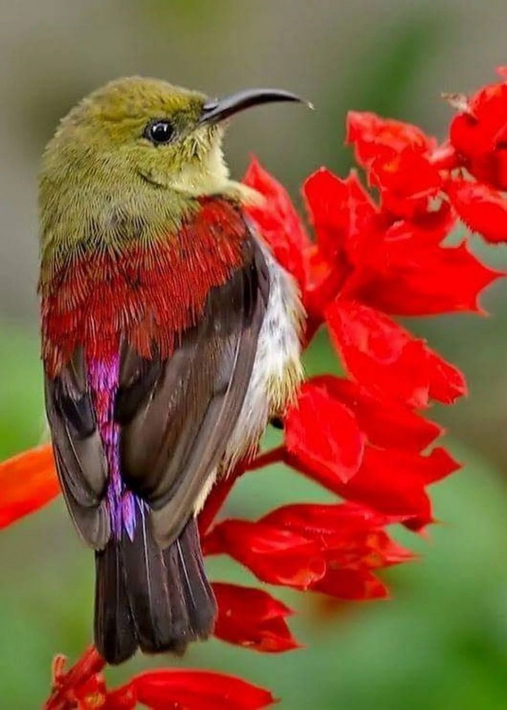 Красивые цветы и птички