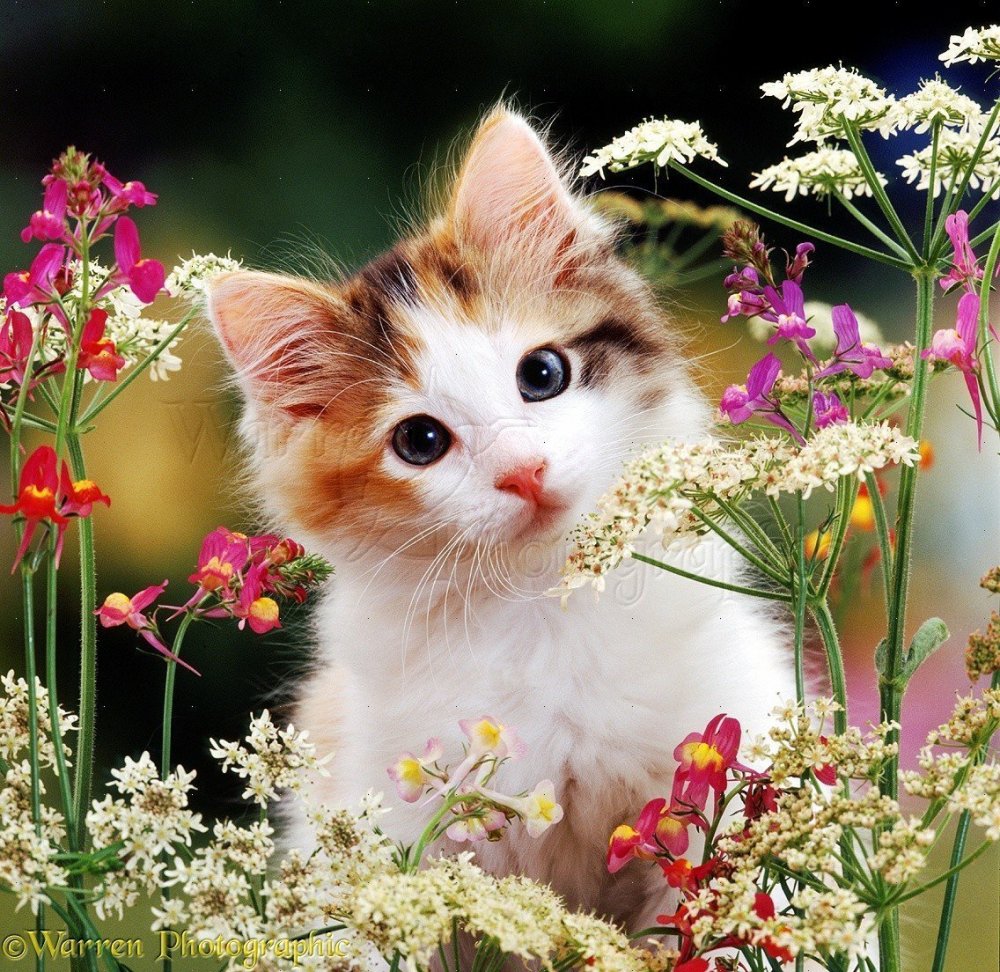 Красивые котята с цветами